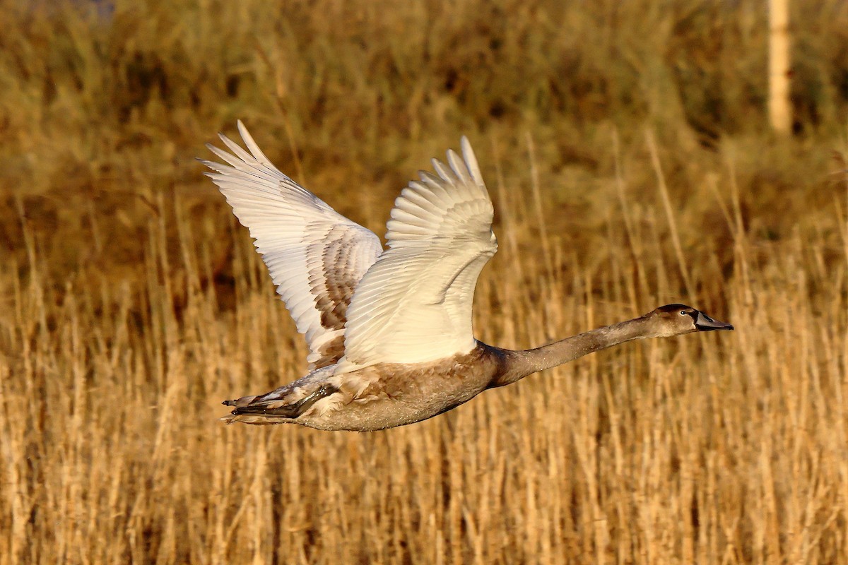 Cygne tuberculé - ML397475991