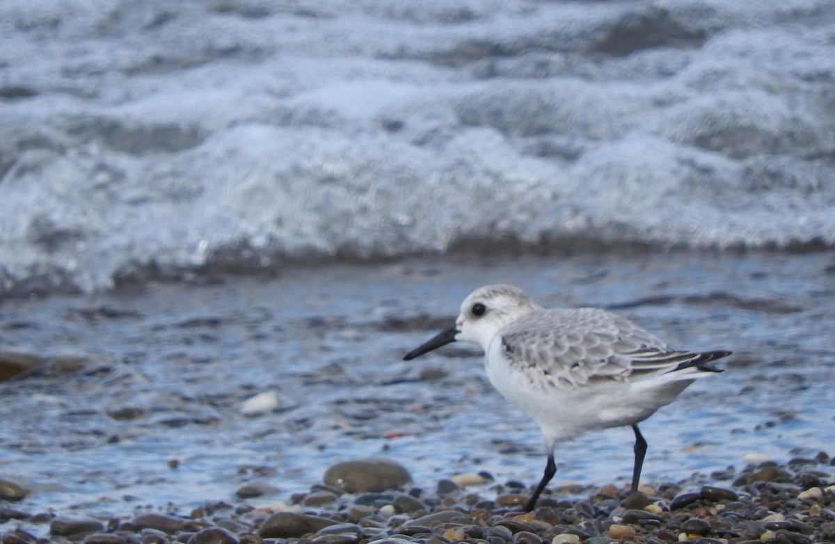 Sanderling - ML39747751