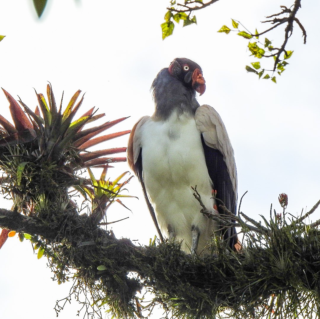 King Vulture - ML397478331