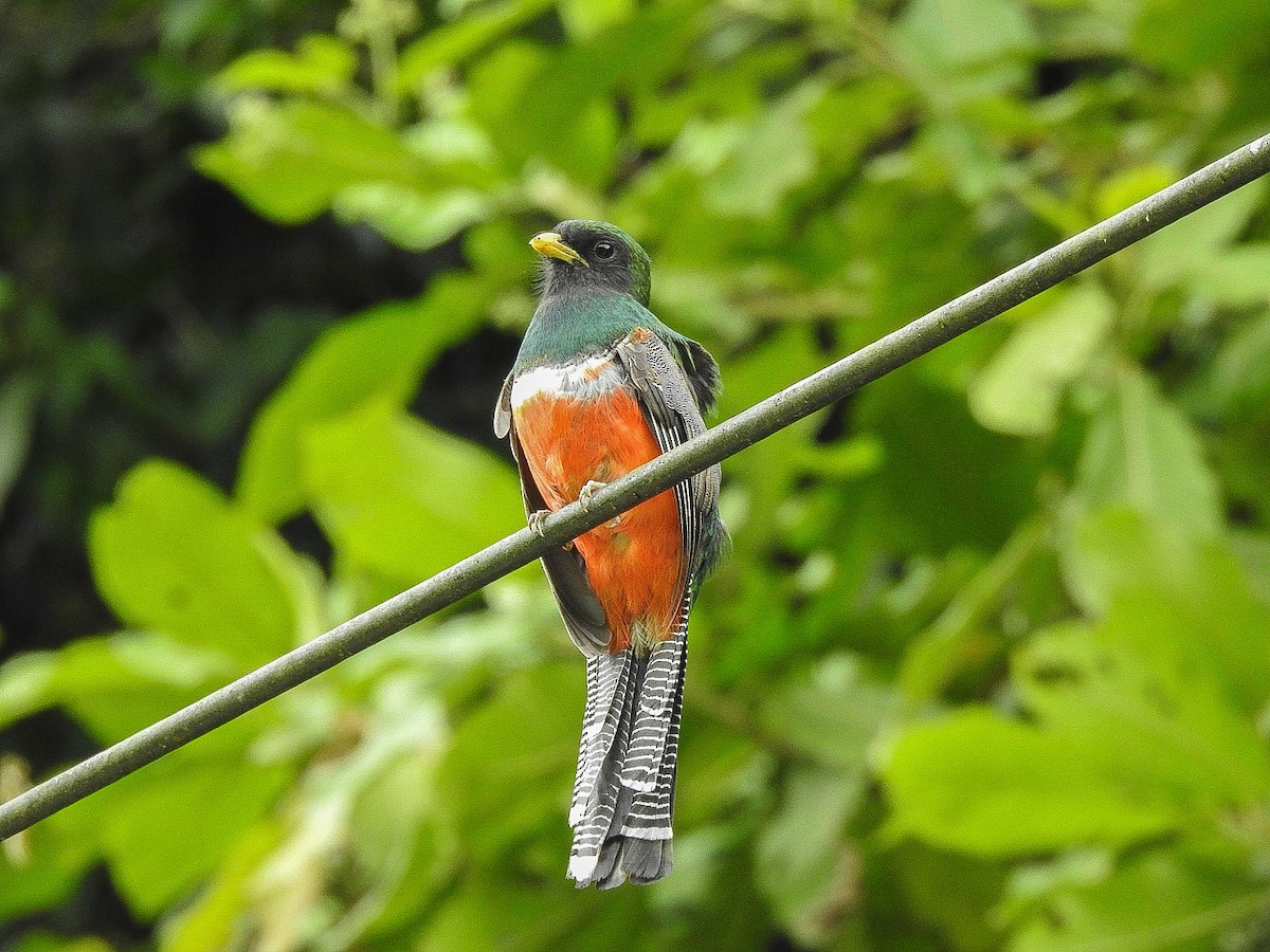 Jungferntrogon - ML397478401