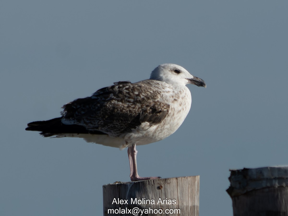 Great Black-backed Gull - Alex Molina