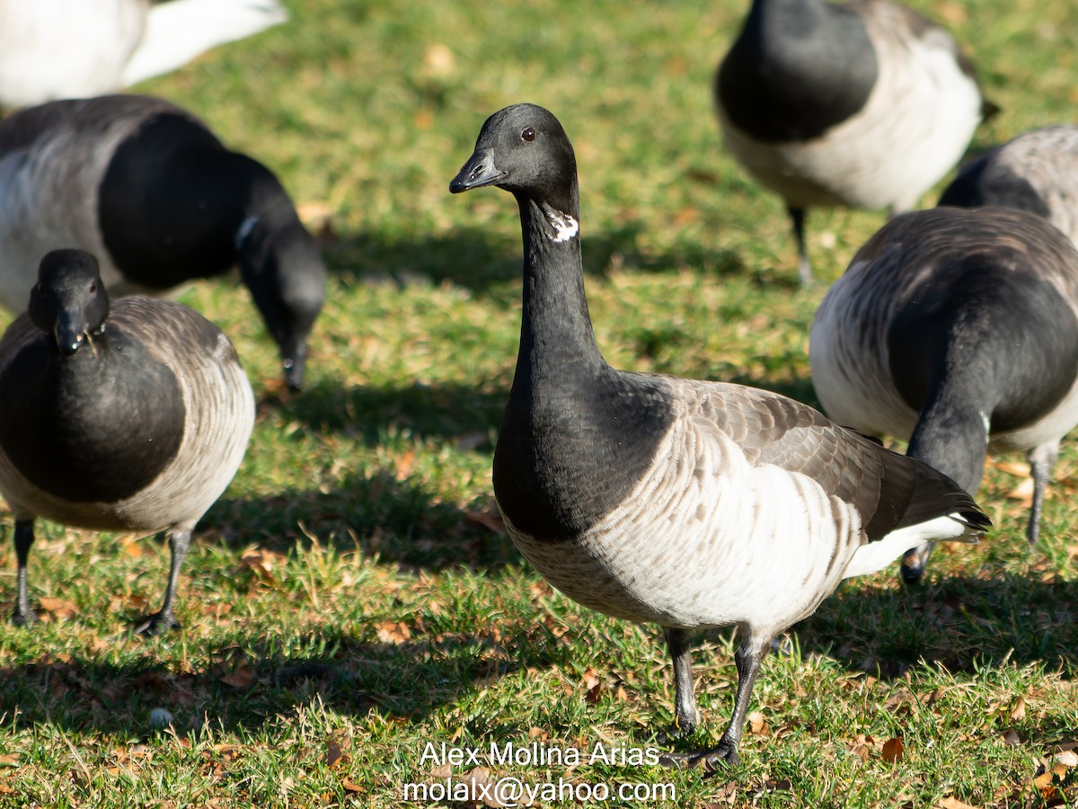 Brant - ML397479541