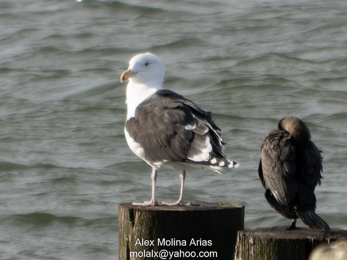 Great Black-backed Gull - ML397480171