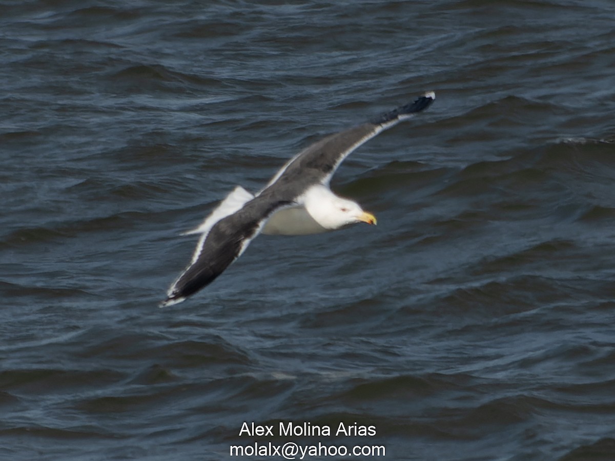Great Black-backed Gull - Alex Molina