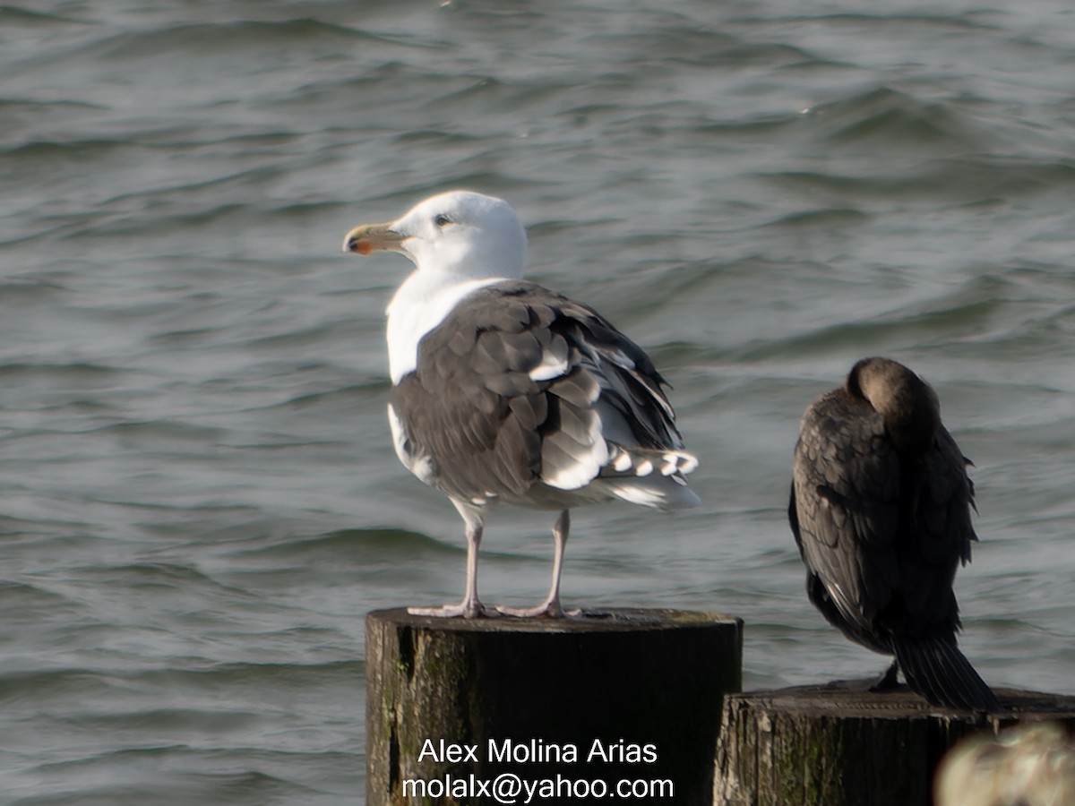 Great Black-backed Gull - Alex Molina