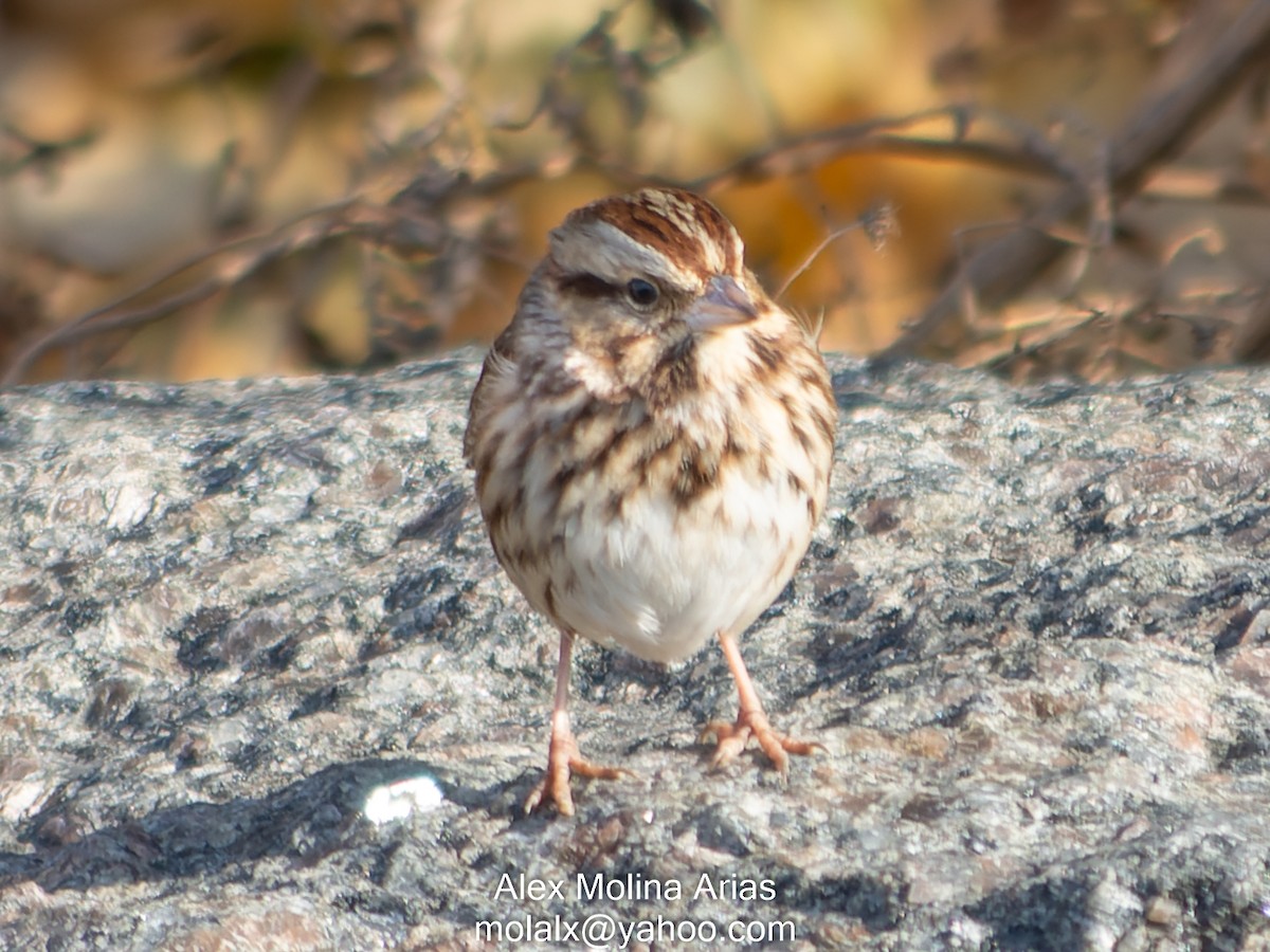 Song Sparrow (melodia/atlantica) - ML397480421