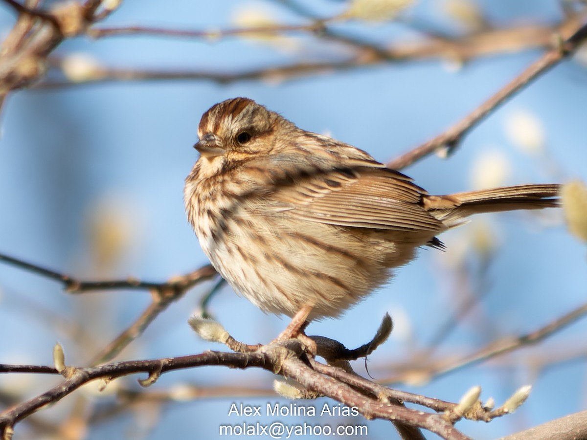 Song Sparrow (melodia/atlantica) - ML397480431