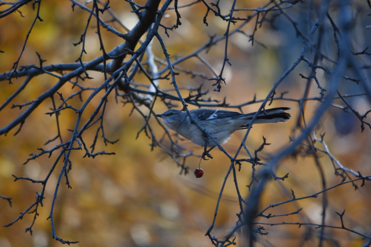 Northern Mockingbird - ML397481791