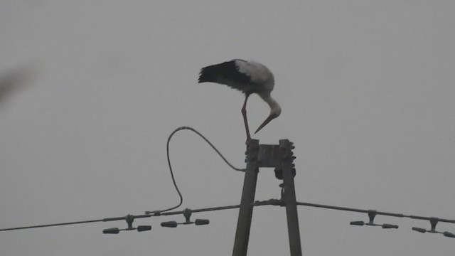 White Stork - ML397484531