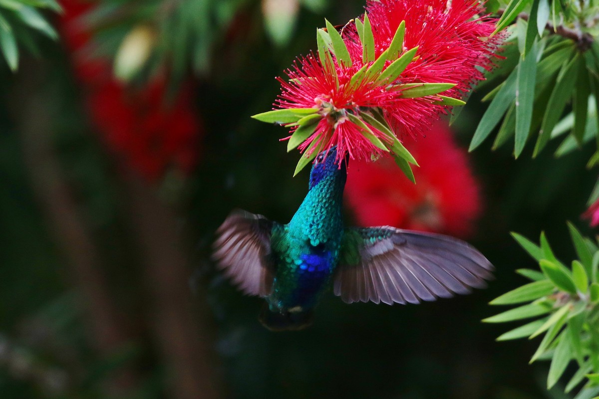 kolibřík modrolící - ML397486471