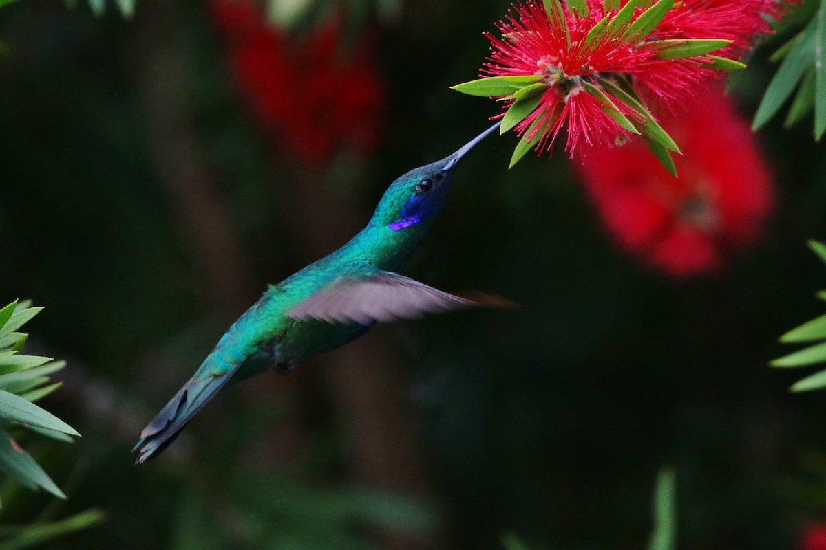 kolibřík modrolící - ML397486501
