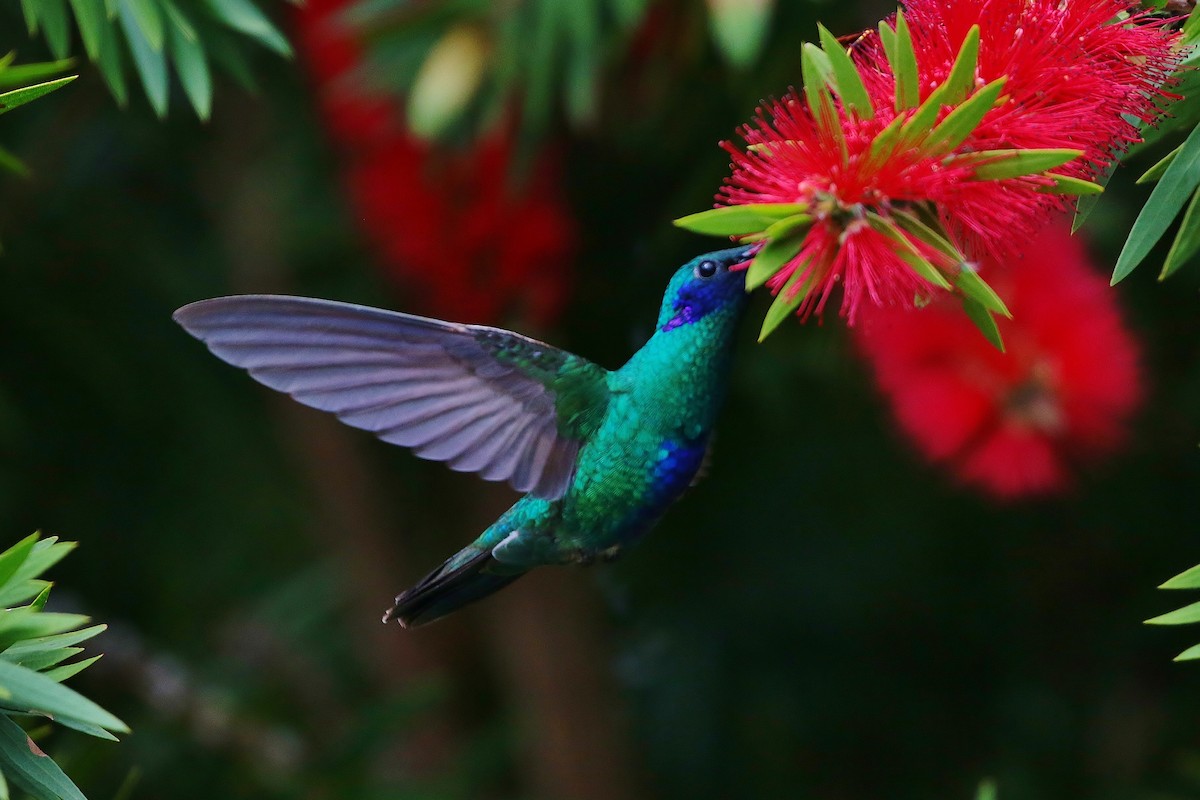 kolibřík modrolící - ML397486531