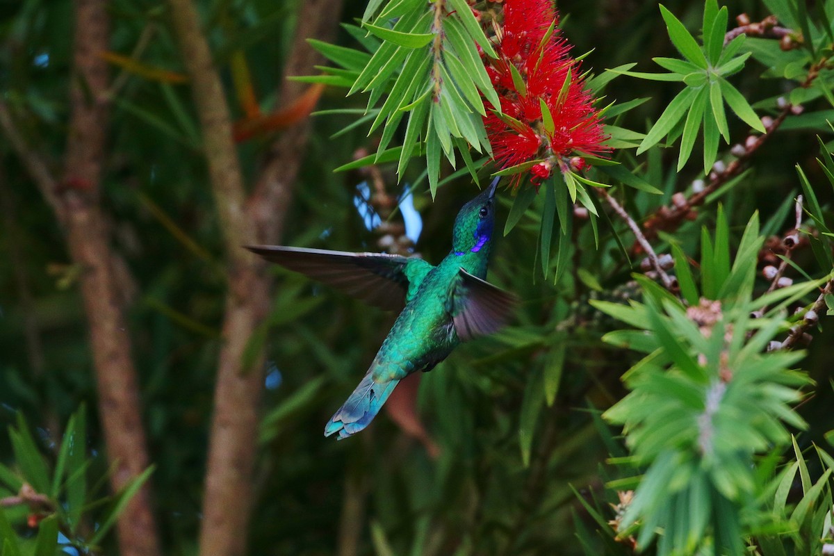 kolibřík modrouchý - ML397486711