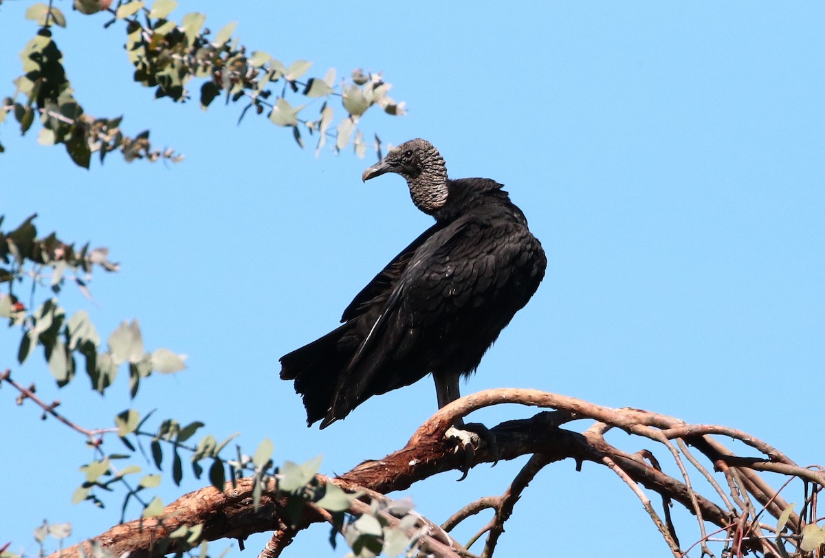 Black Vulture - Margareta Wieser