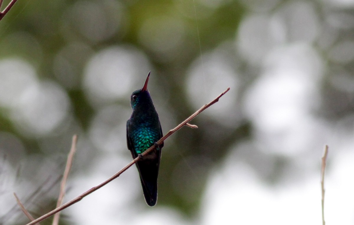 kolibřík modrobradý - ML39748751