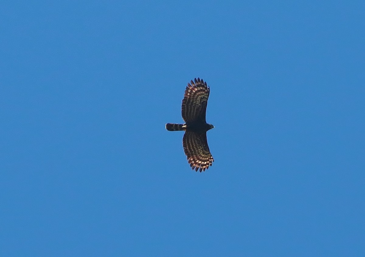 Águila Negra - ML397487521