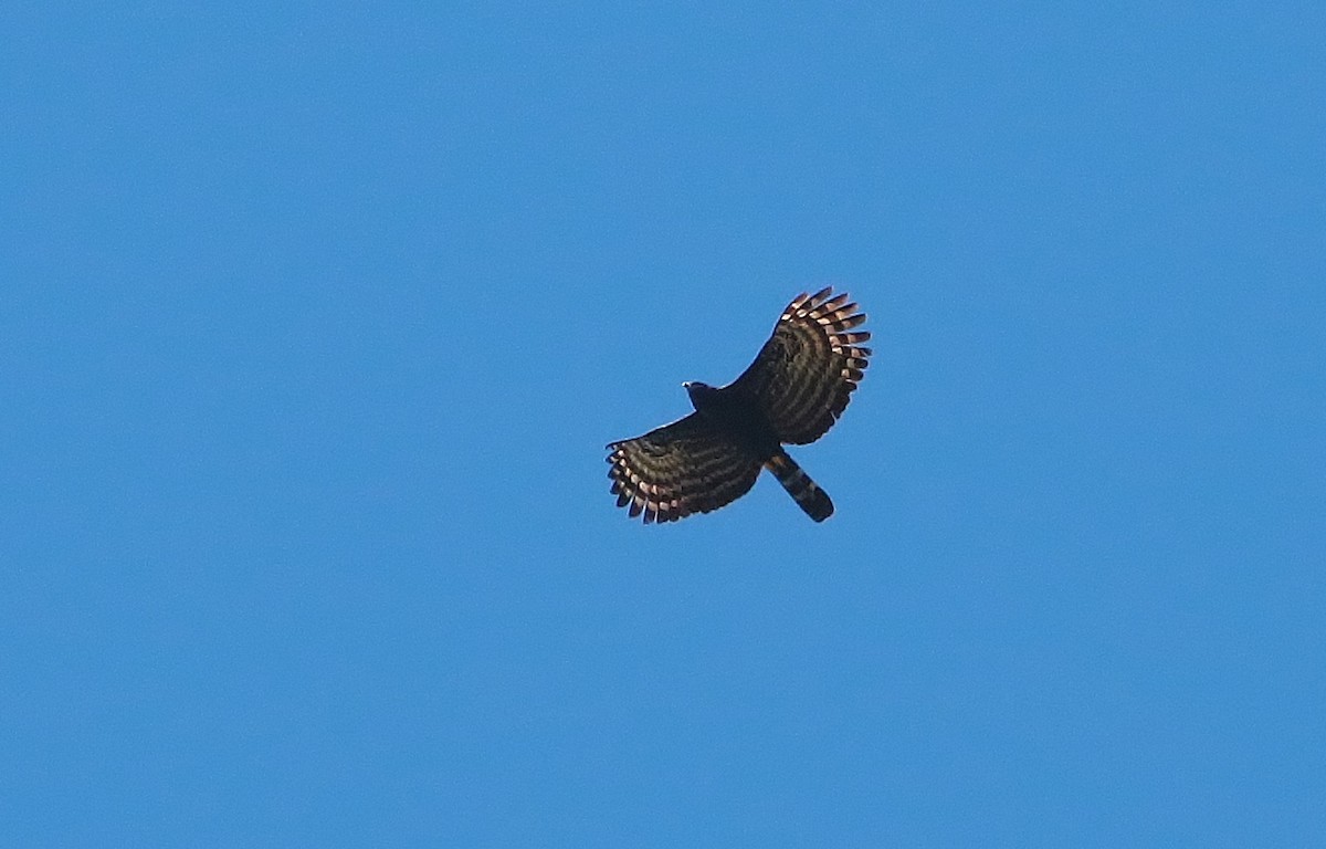 Águila Negra - ML397487531