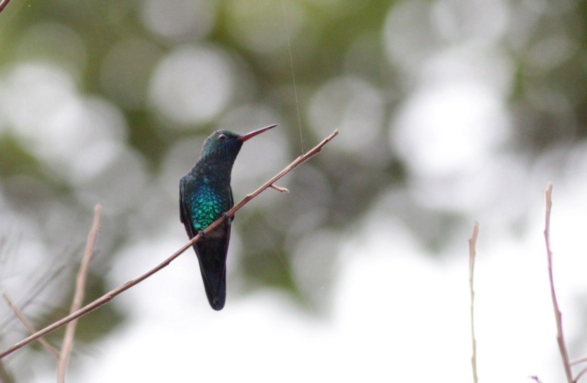 kolibřík modrobradý - ML39748771