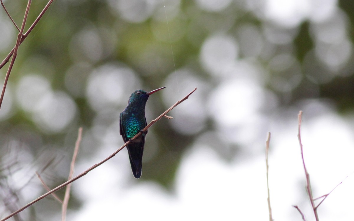 kolibřík modrobradý - ML39748781