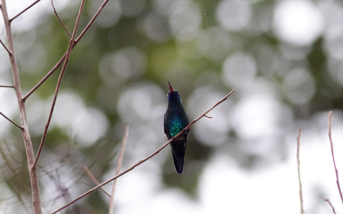 Mavi Gıdılı Kolibri - ML39748811