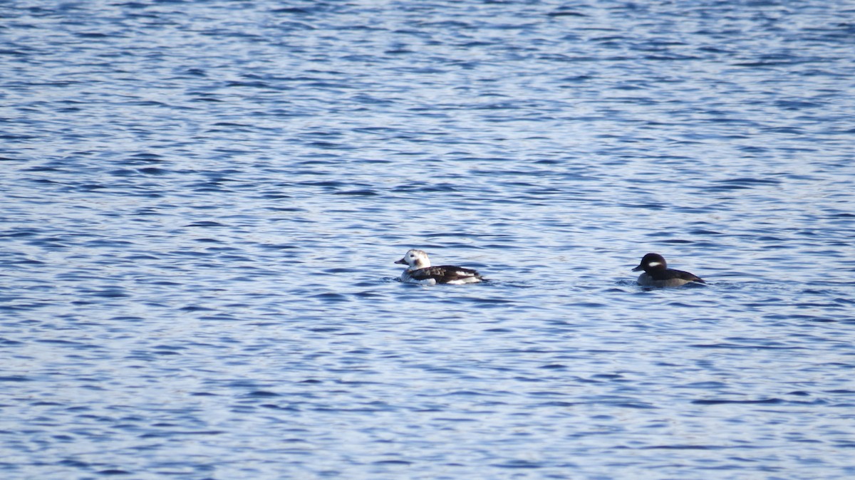 Long-tailed Duck - ML397488151