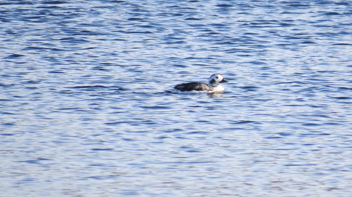 Long-tailed Duck - ML397488161