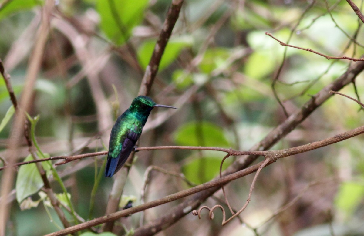 kolibřík modrobradý - ML39748841