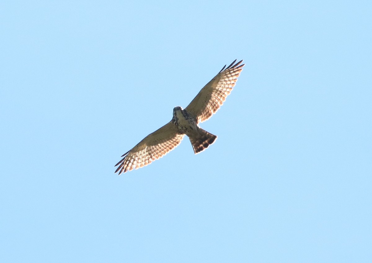 Broad-winged Hawk (Northern) - ML397489251
