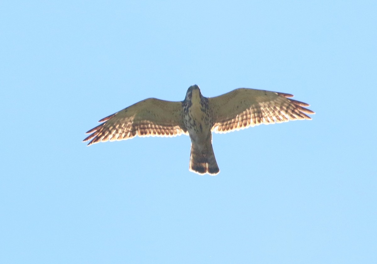 Broad-winged Hawk (Northern) - ML397489271