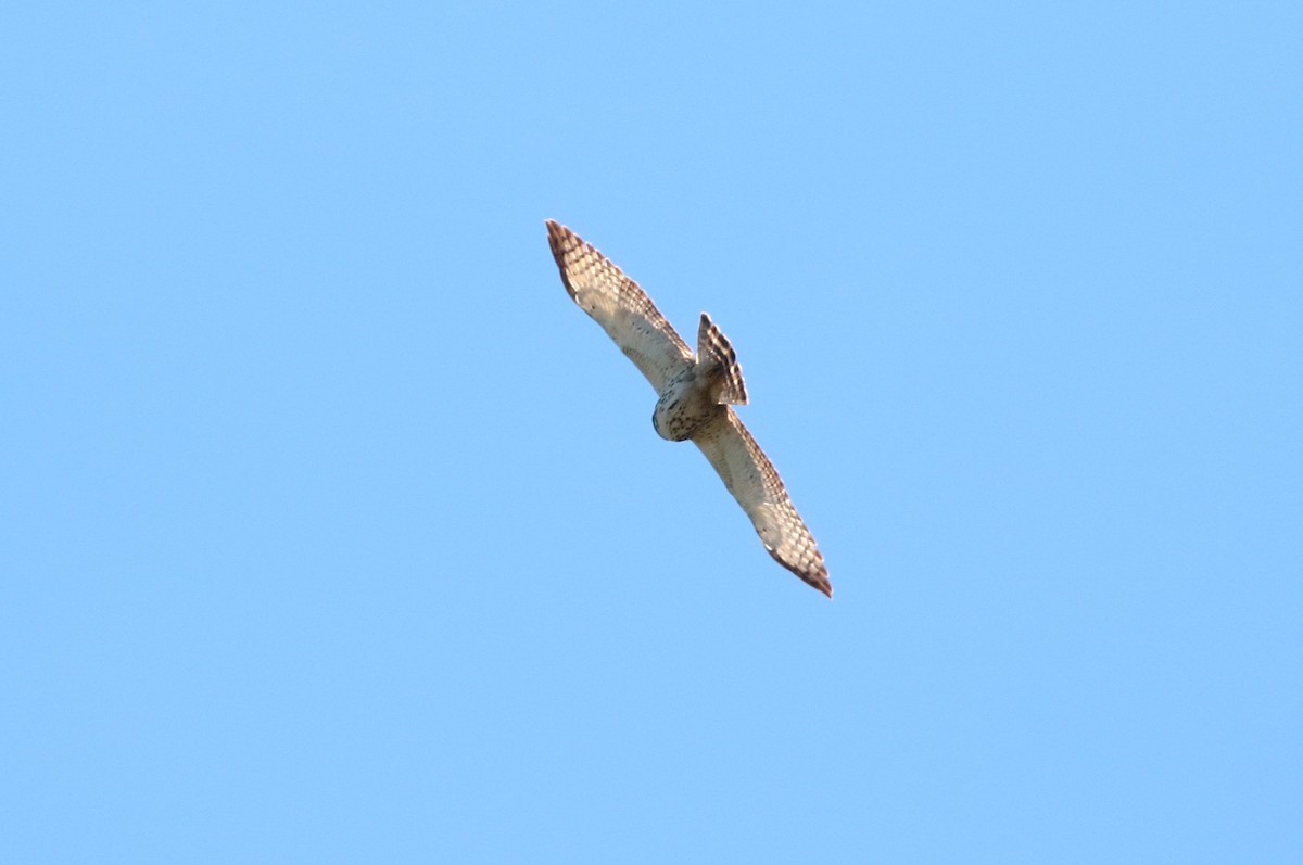 Broad-winged Hawk (Northern) - ML397489281
