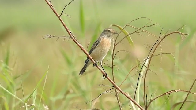 Siberian Stonechat (Siberian) - ML397491291