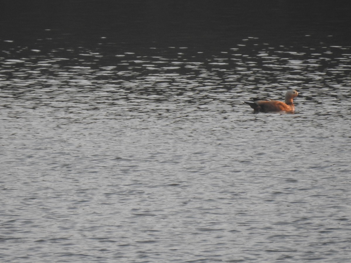 Ruddy Shelduck - ML397492901