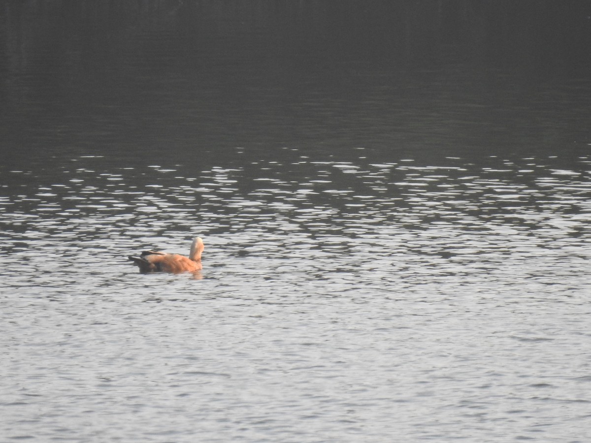 Ruddy Shelduck - ML397493111