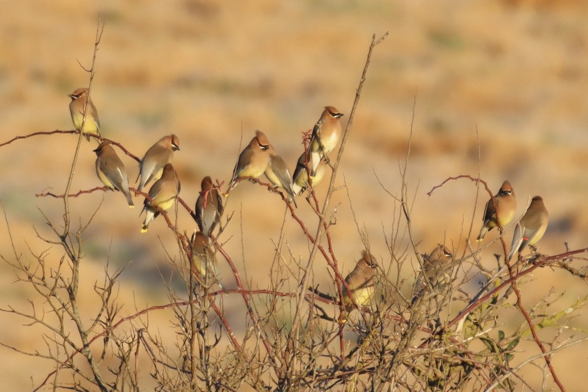 Cedar Waxwing - ML397493191