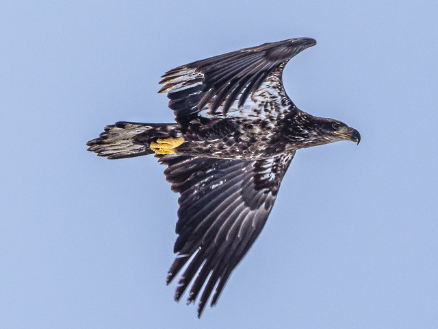 Bald Eagle - Terry Crabe