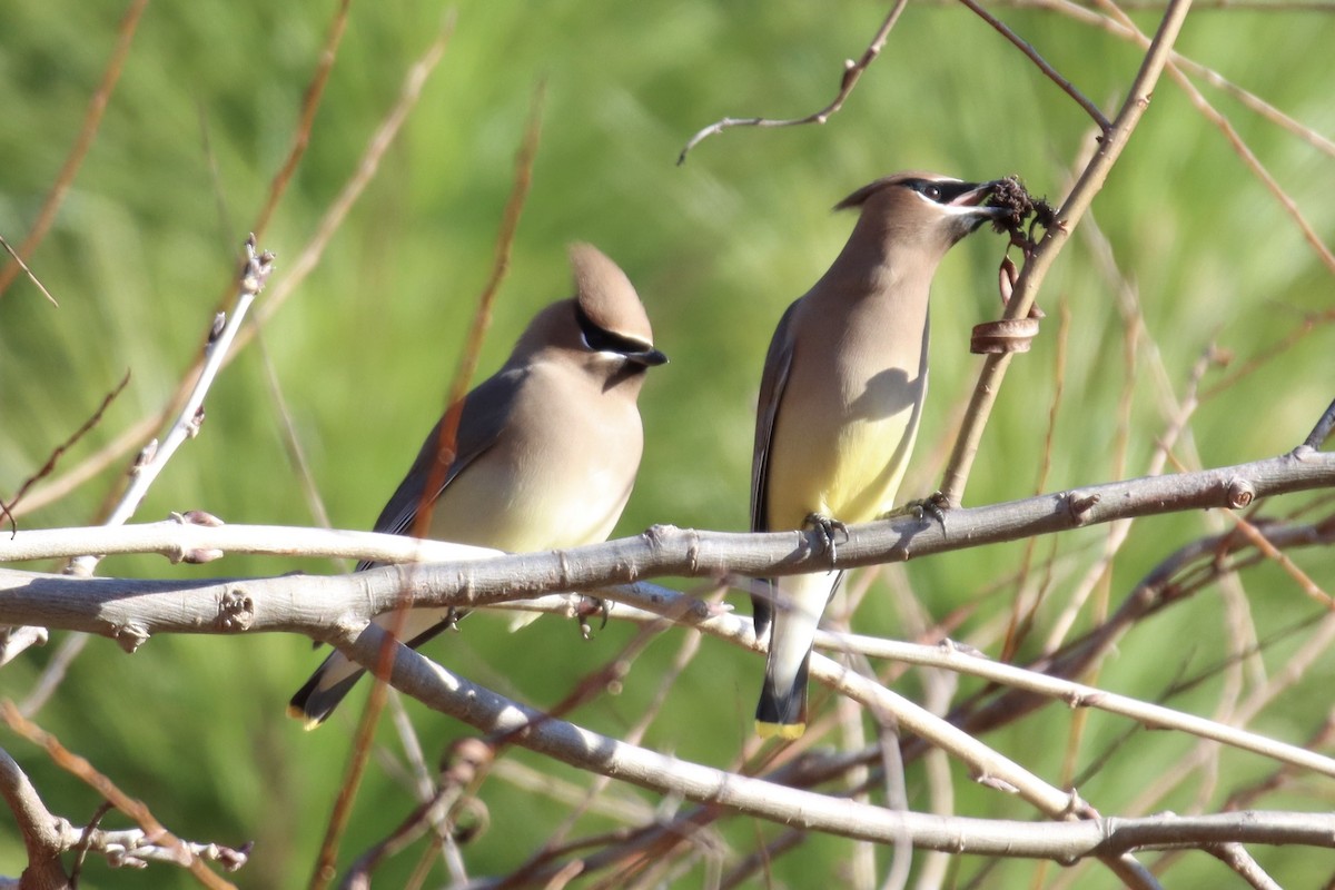 Cedar Waxwing - ML397493651