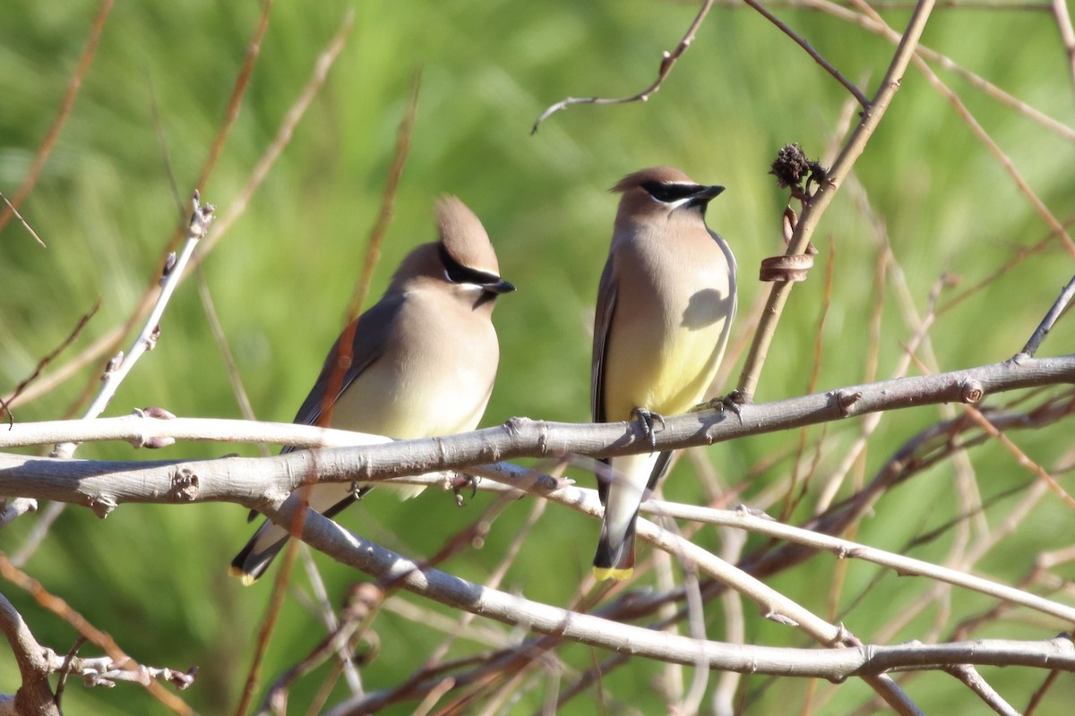 Cedar Waxwing - ML397493671