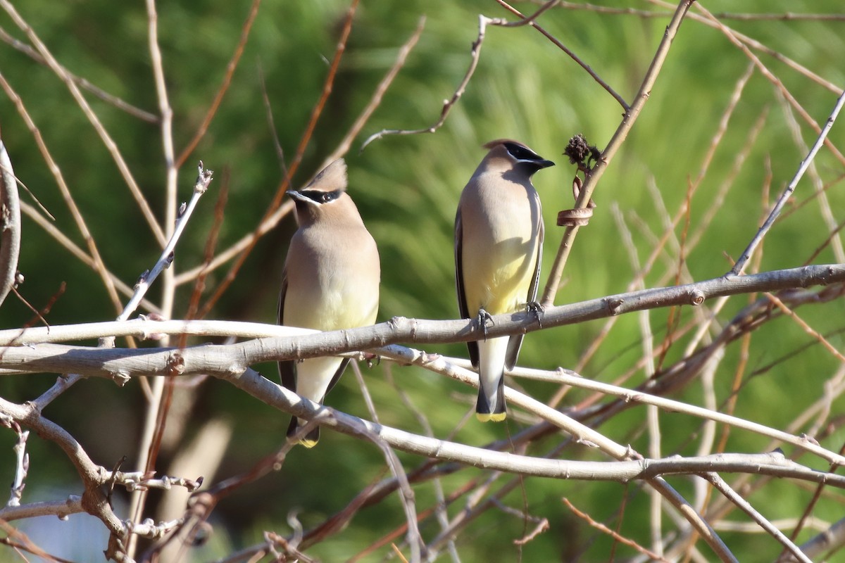 Cedar Waxwing - ML397493691