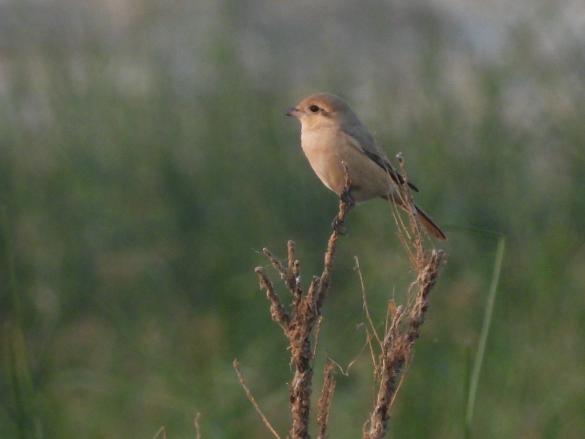 Isabelline Shrike - ML397493771