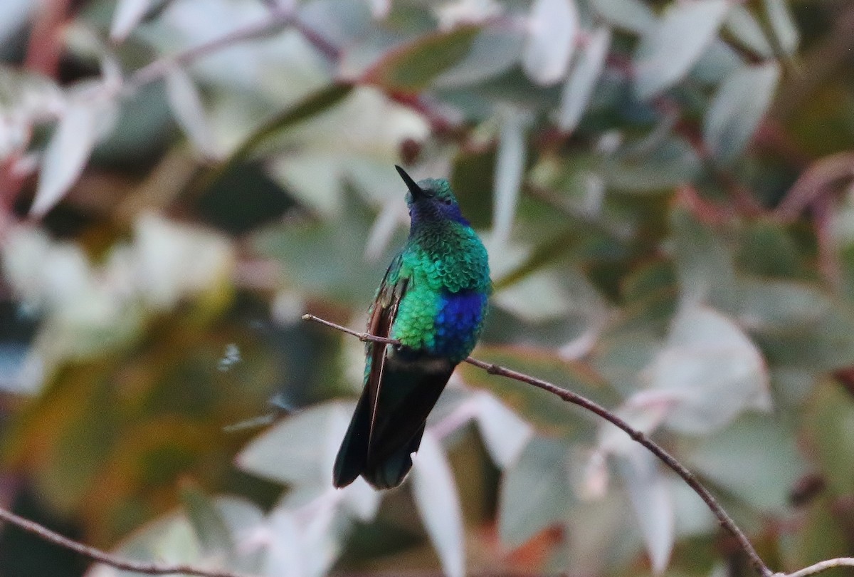 kolibřík modrolící - ML397494621