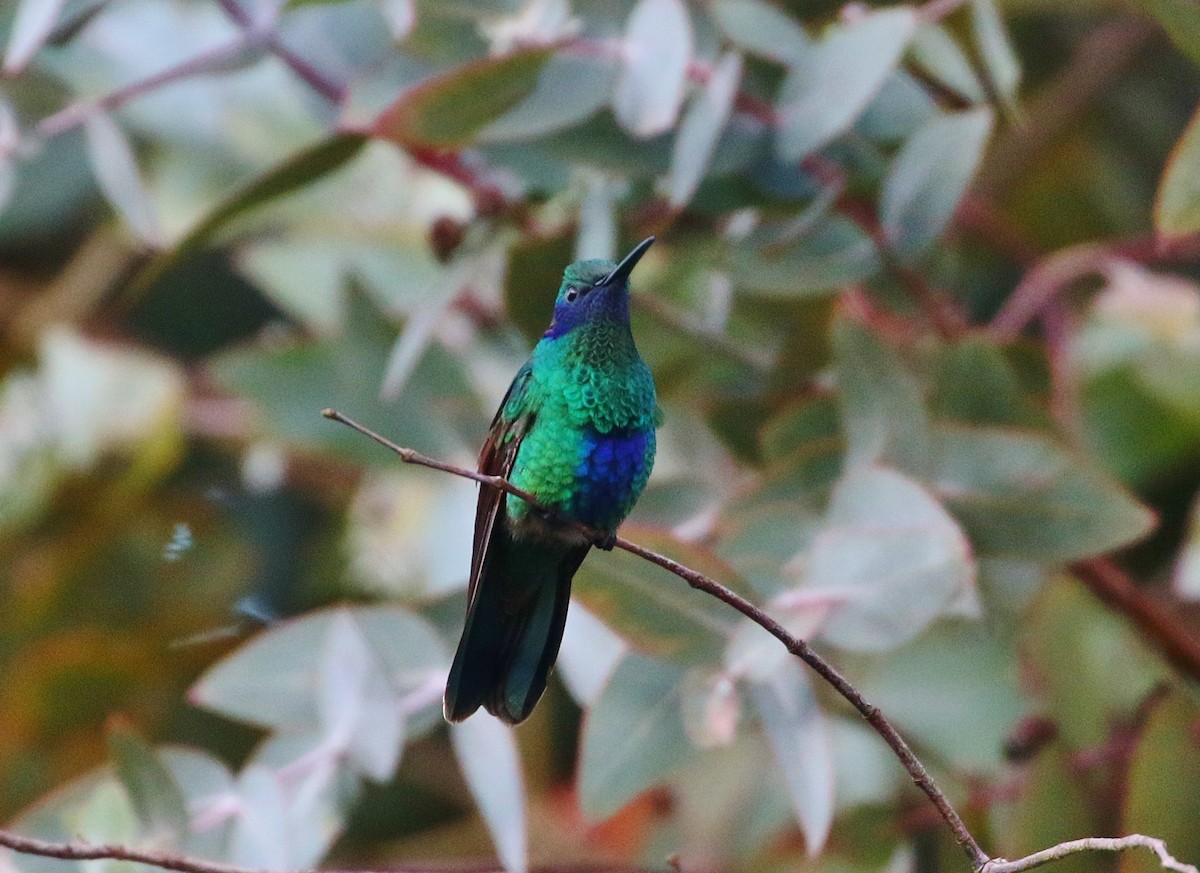 kolibřík modrolící - ML397494631