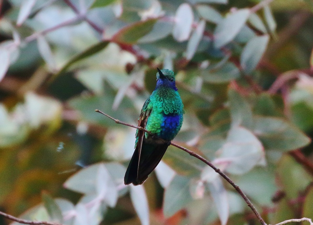 kolibřík modrolící - ML397494651