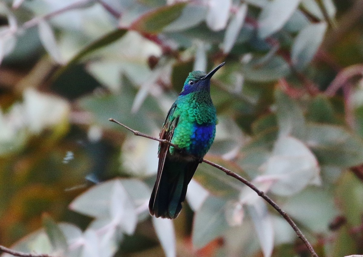 kolibřík modrolící - ML397494691