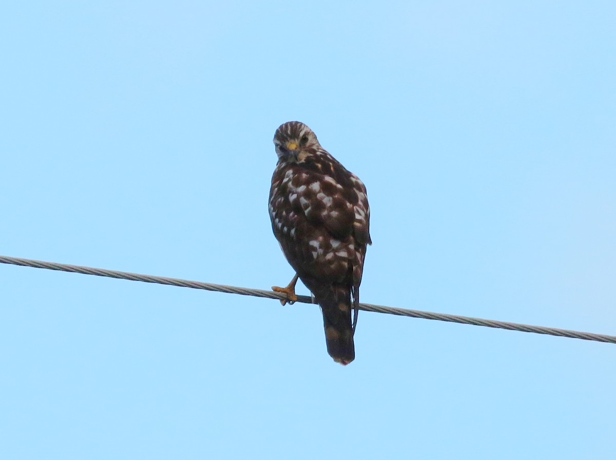 Broad-winged Hawk - ML397496441