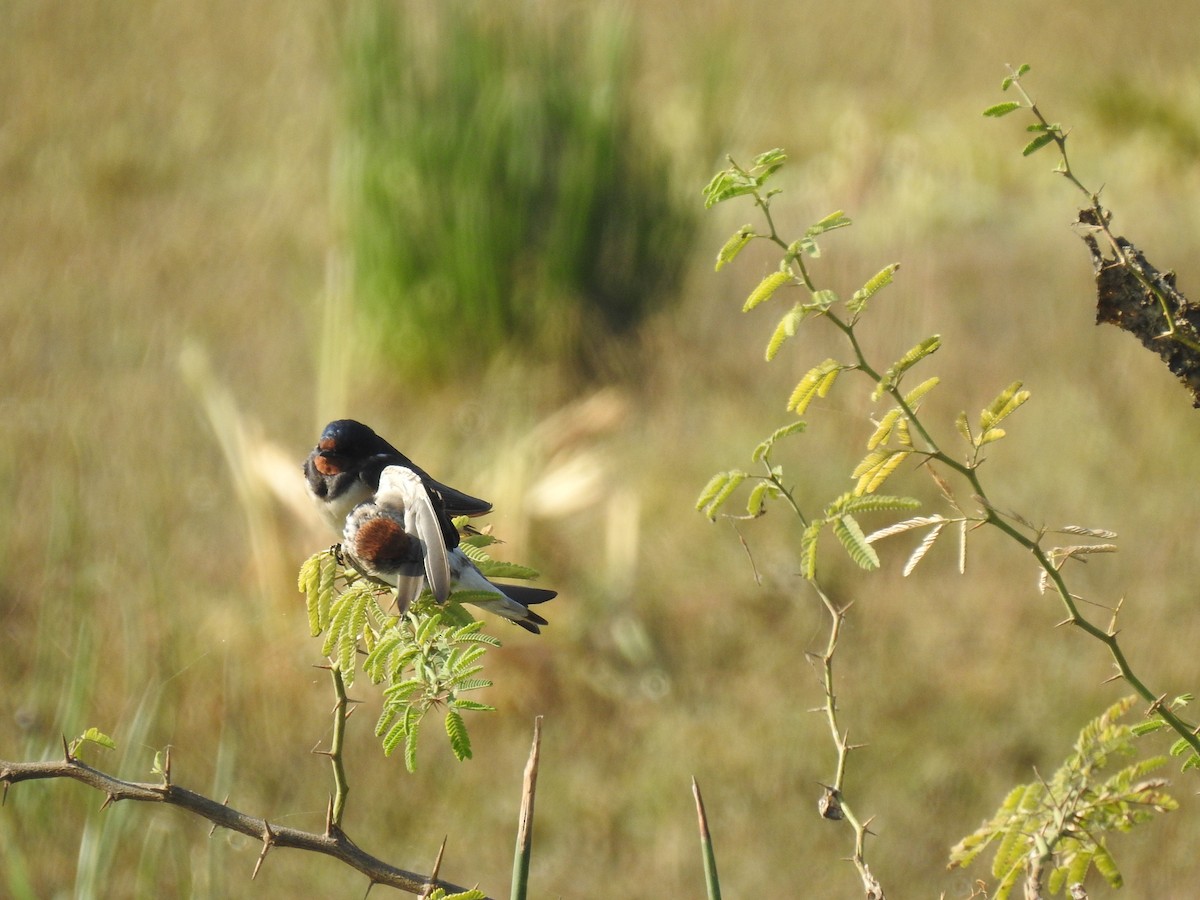 Barn Swallow - Sandeep Rout