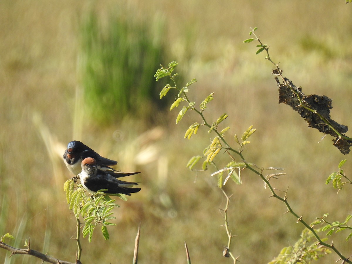 Barn Swallow - Sandeep Rout