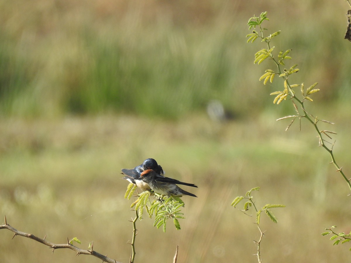 Barn Swallow - Sandeep Rout