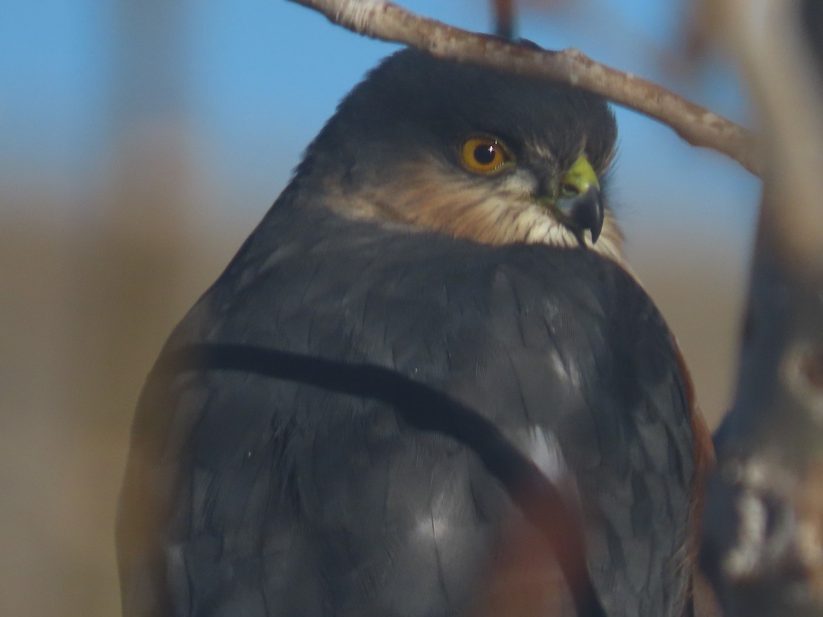 Sharp-shinned Hawk - ML397498721