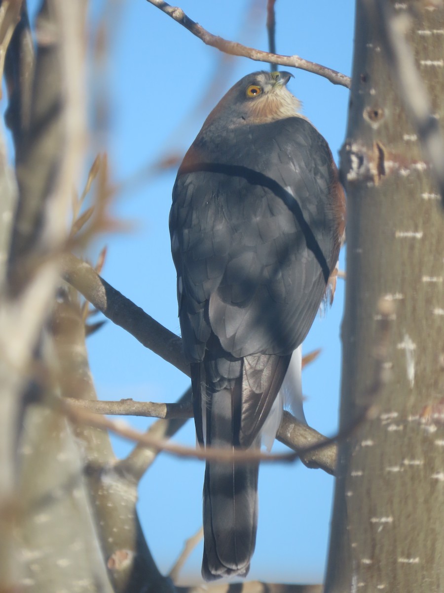 Sharp-shinned Hawk - ML397498781