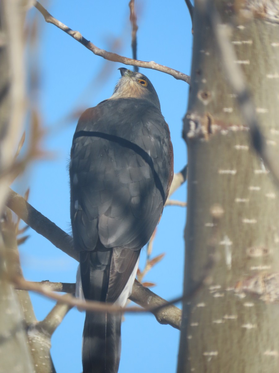 Sharp-shinned Hawk - ML397498811